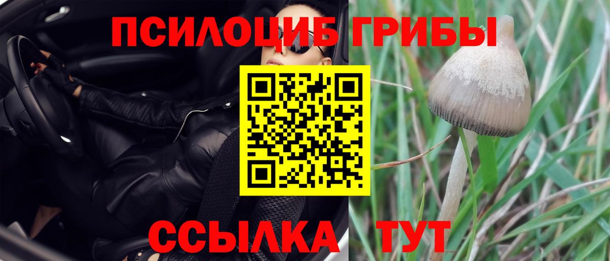 Галлюциногенные грибы Psilocybine cubensis  Галлюциногенные грибы прущие грибы  Шатура  Вход с VPN 